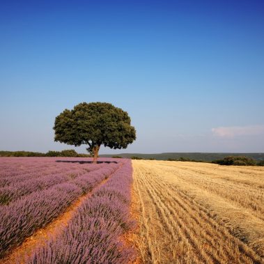 Campos de lavanda