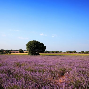 Campos de lavanda