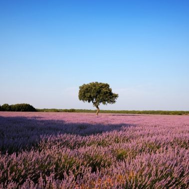 Campos de lavanda